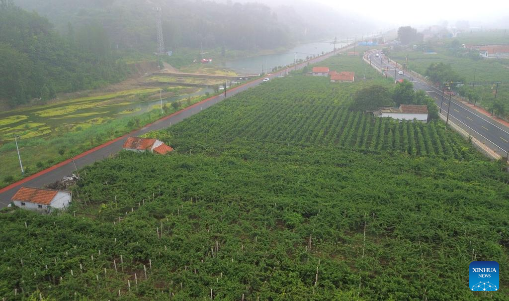 Zibo in E China witnesses harvest season of kiwi fruits