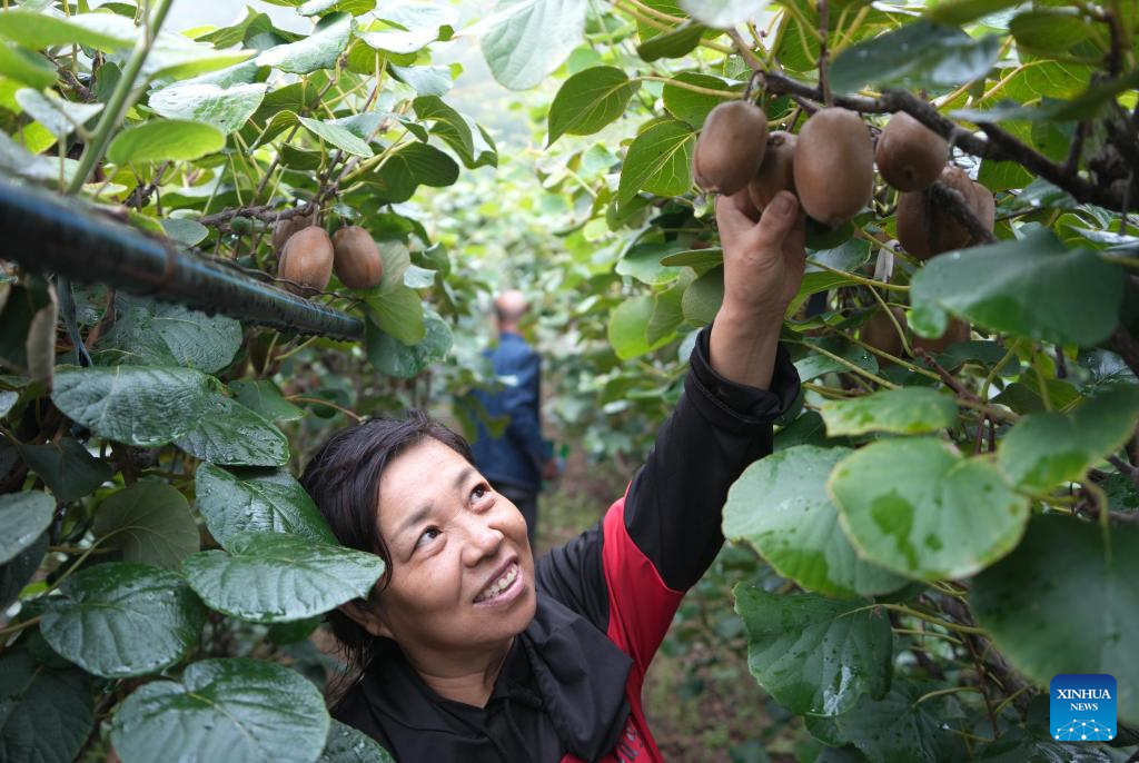 Zibo in E China witnesses harvest season of kiwi fruits