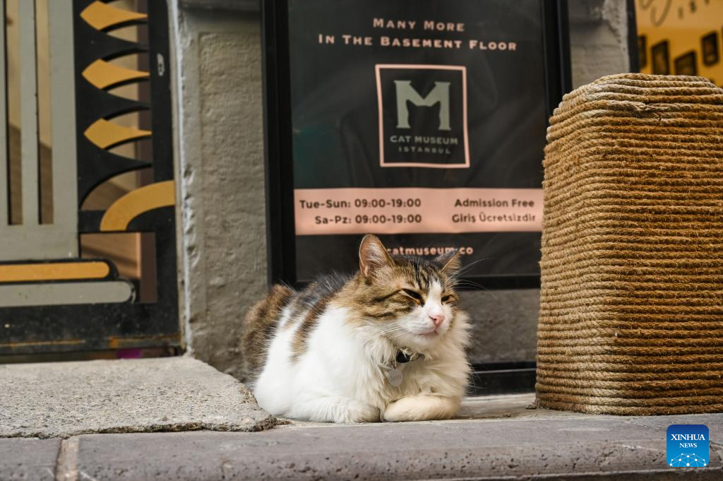 Istanbul cat museum helps stray animals through art