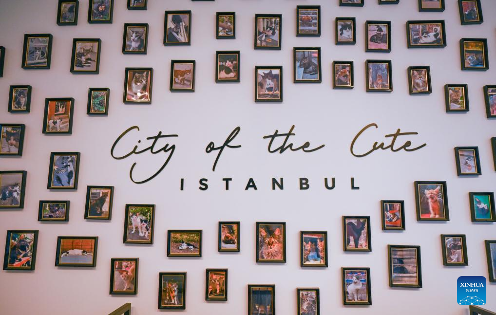 Istanbul cat museum helps stray animals through art