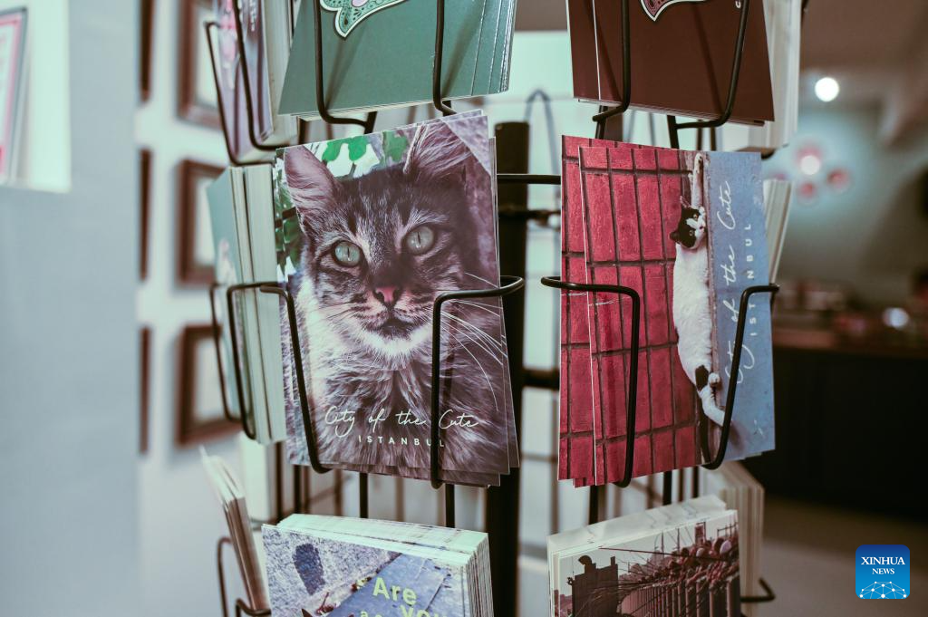 Istanbul cat museum helps stray animals through art