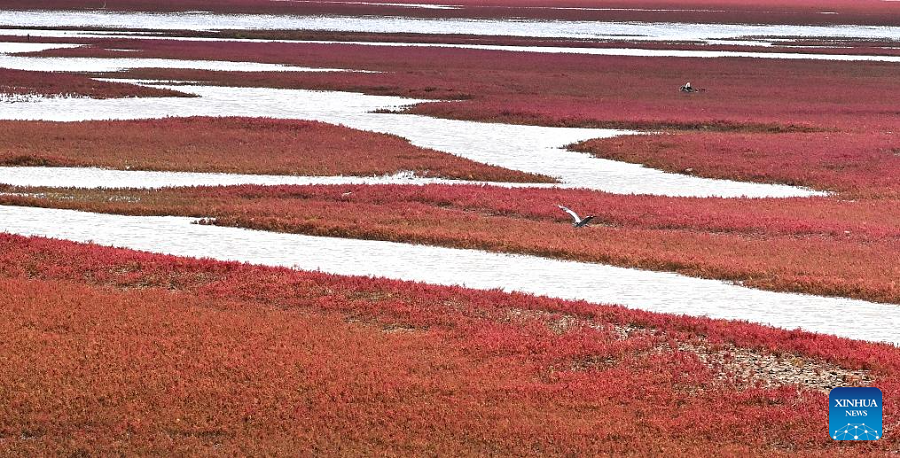 View of Red Beach scenic area in China's Liaoning