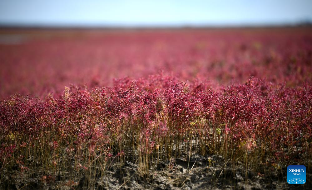 View of Red Beach scenic area in China's Liaoning