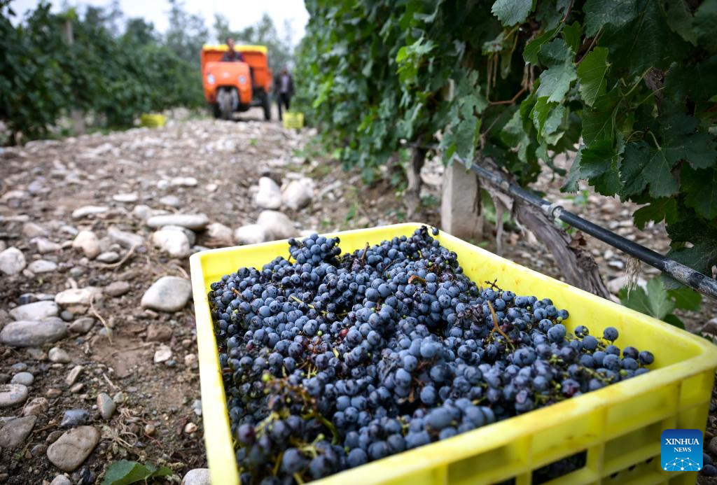 Eastern foot of Helan Mountain enters harvest season of wine grape