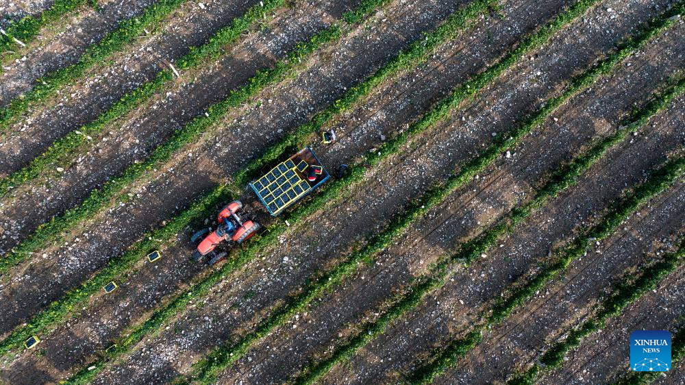 Eastern foot of Helan Mountain enters harvest season of wine grape