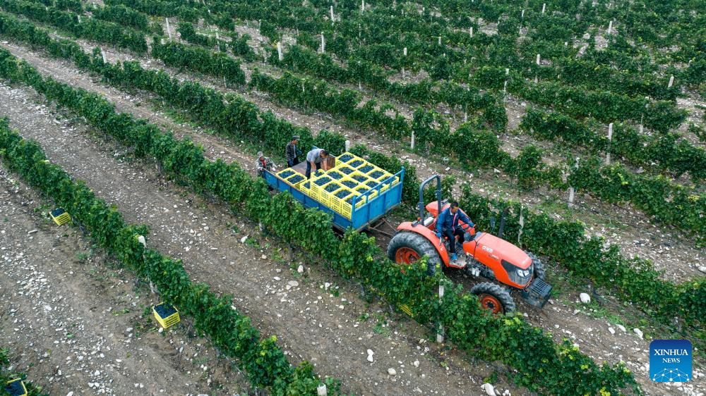 Eastern foot of Helan Mountain enters harvest season of wine grape