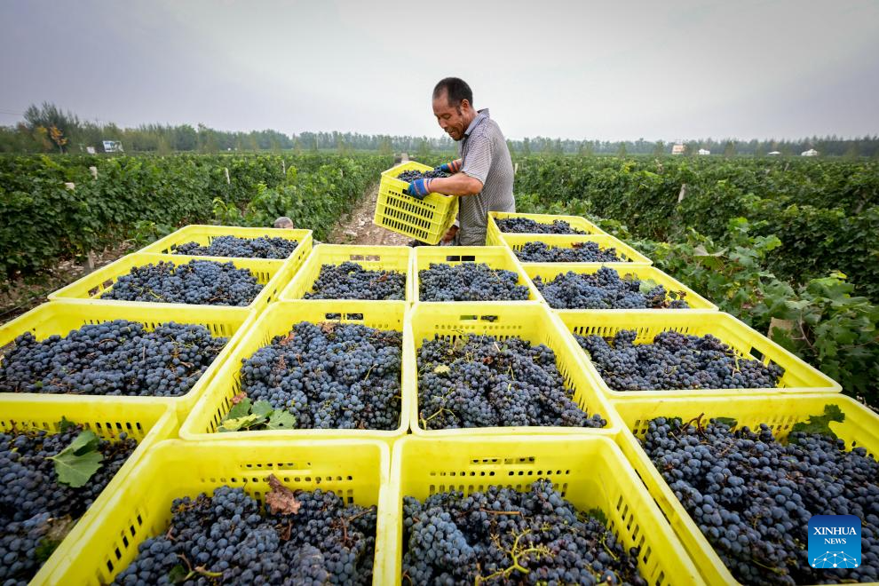 Eastern foot of Helan Mountain enters harvest season of wine grape