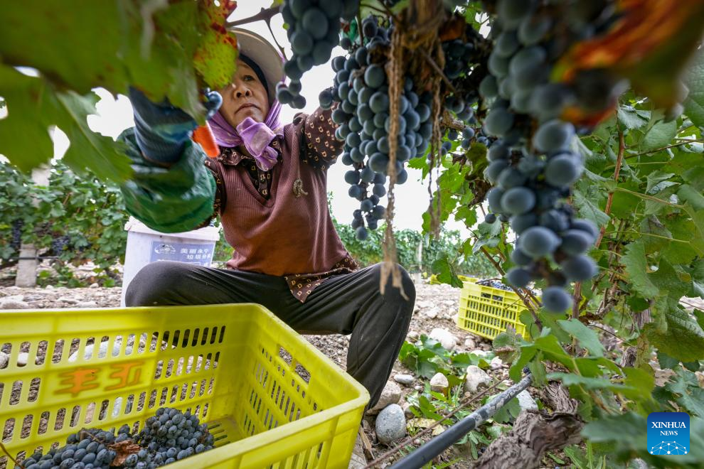 Eastern foot of Helan Mountain enters harvest season of wine grape