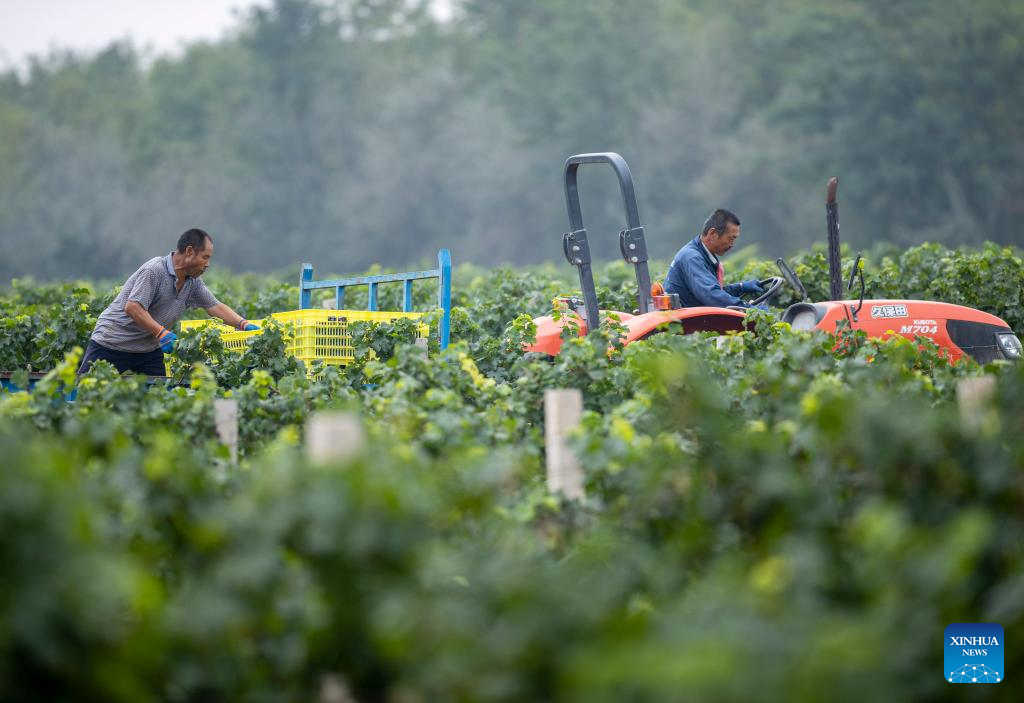 Eastern foot of Helan Mountain enters harvest season of wine grape