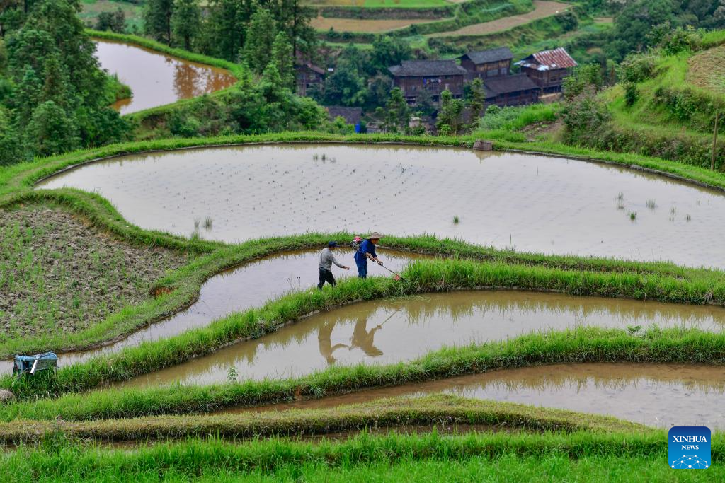 Local dedicated to searching and protecting old varieties of crops in SW China