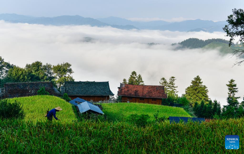 Local dedicated to searching and protecting old varieties of crops in SW China