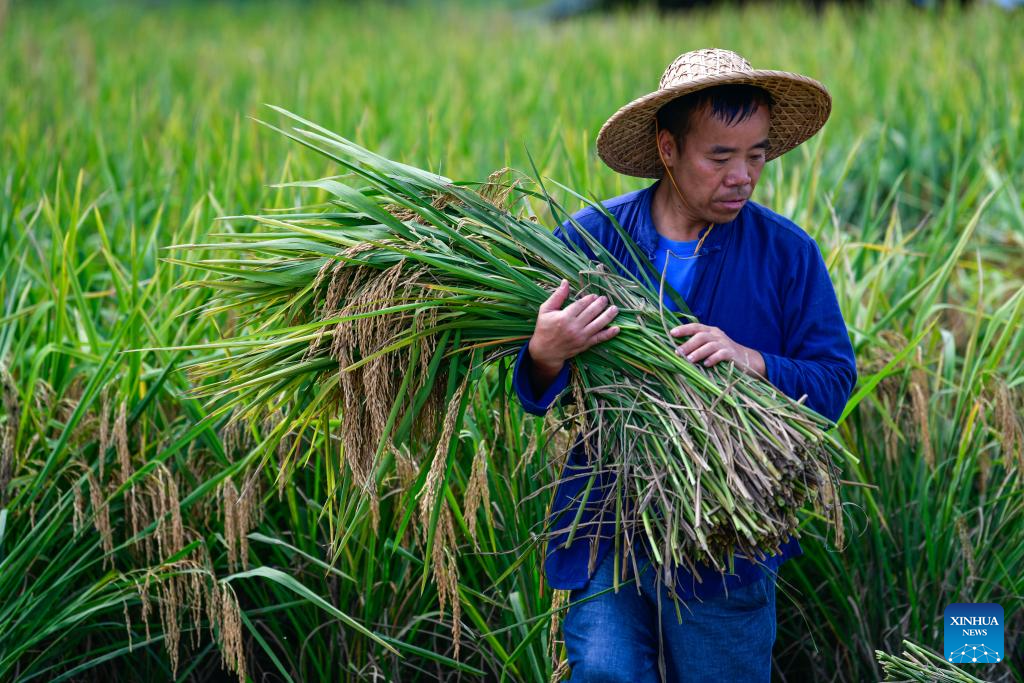 Local dedicated to searching and protecting old varieties of crops in SW China