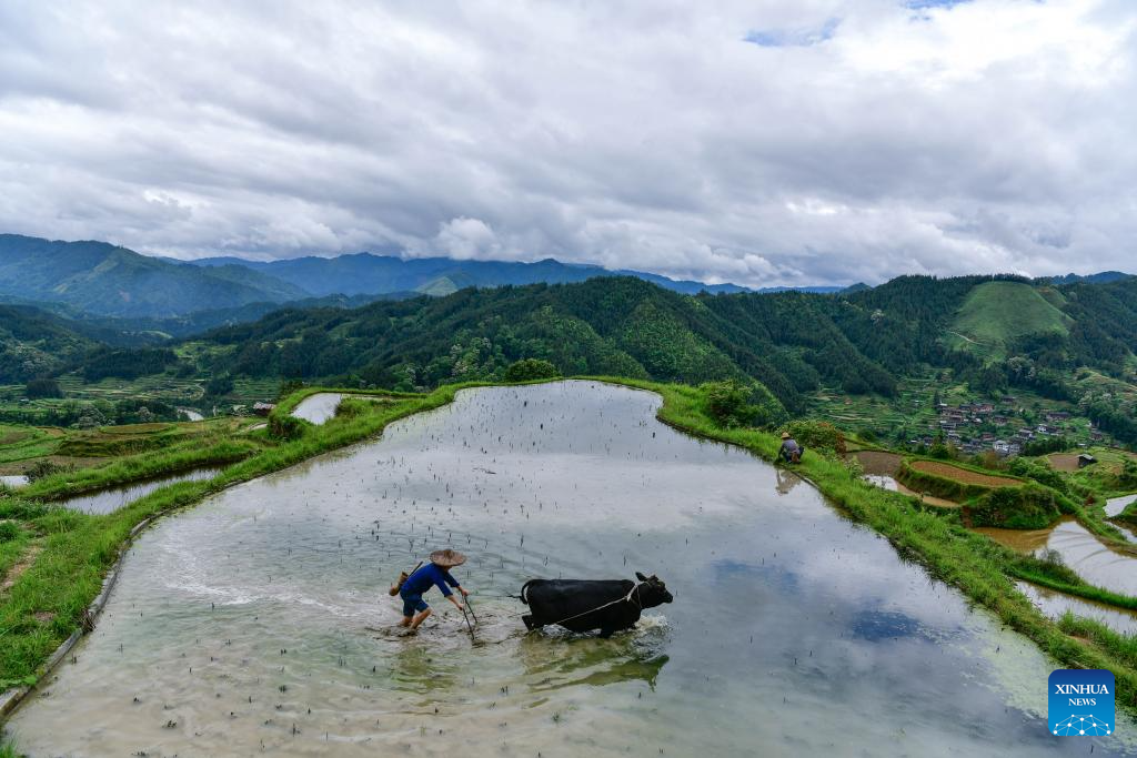 Local dedicated to searching and protecting old varieties of crops in SW China