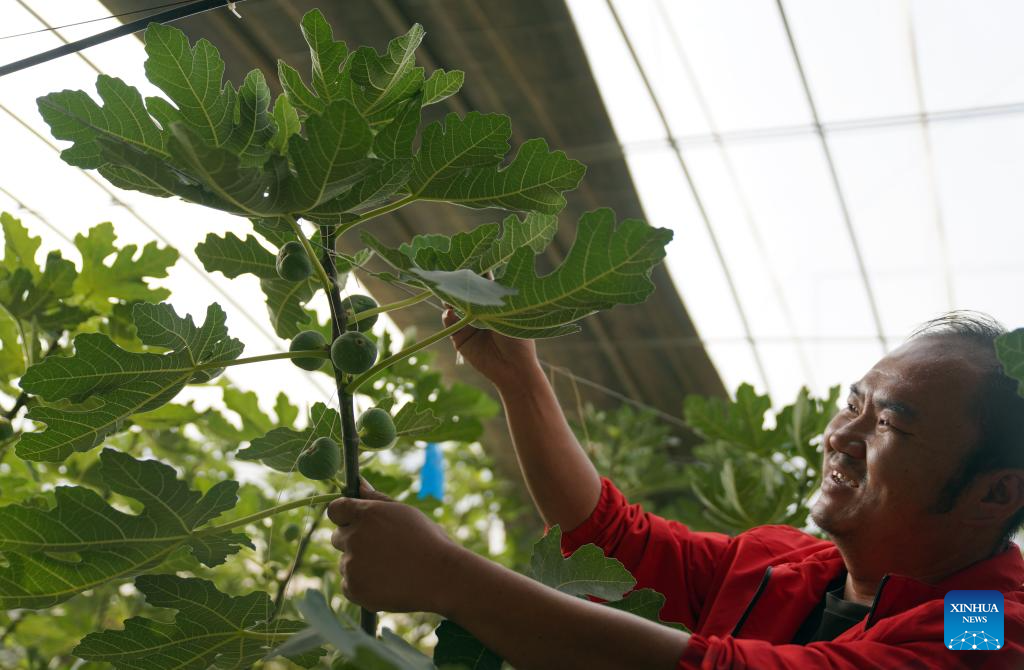 Village in Xinjiang develops fruit planting industry to help locals increase income