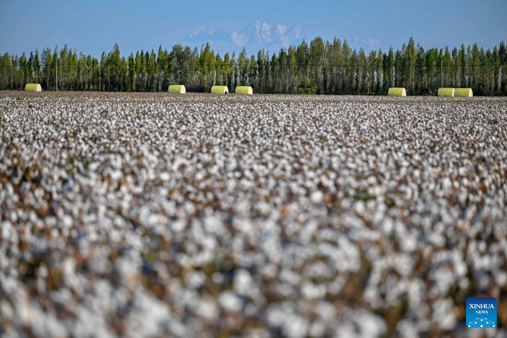 Cotton harvest season starts in Xinjiang