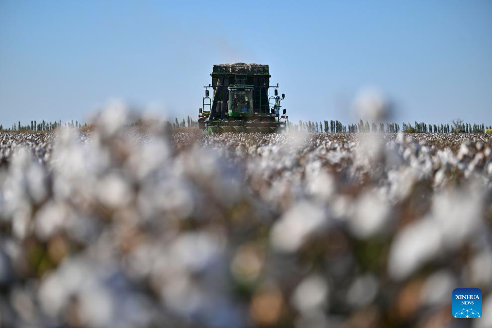 Cotton harvest season starts in Xinjiang