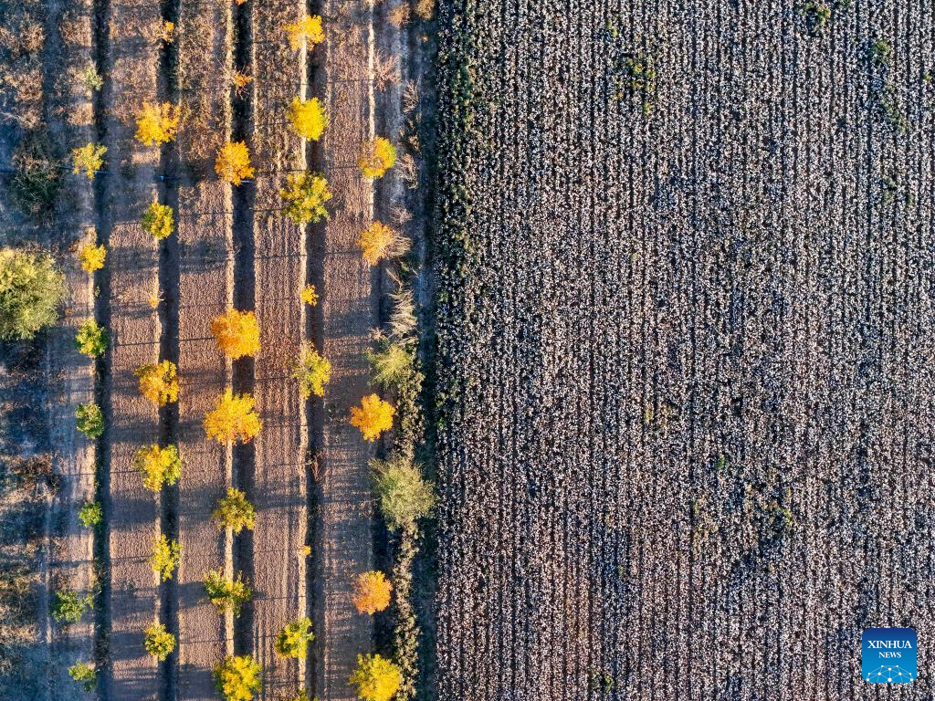 Cotton harvest season starts in Xinjiang