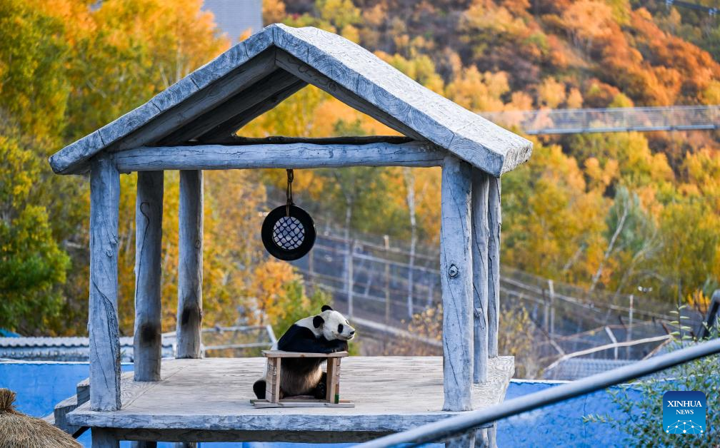 Autumn scenery of China's Inner Mongolia