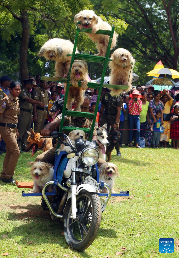 Dogs of Sri Lankan police department's canine force perform at park