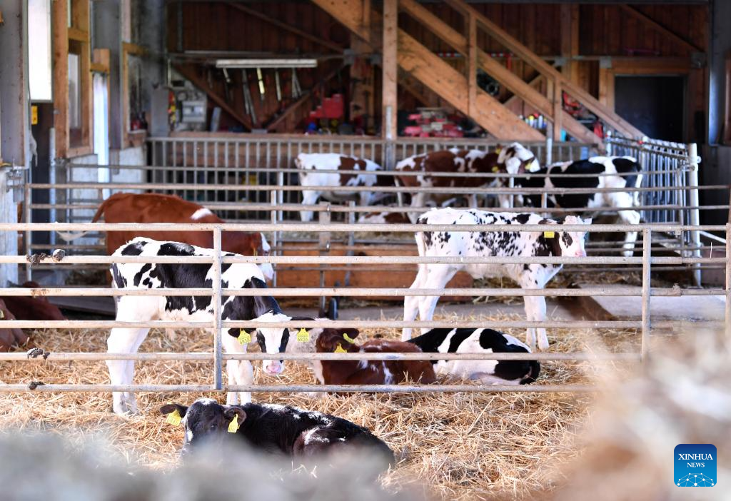 In pics: dairy farm in Froideville, Switzerland