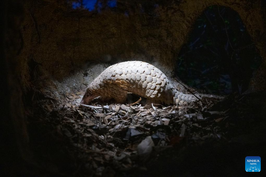 Animals seen in Singapore's Night Safari