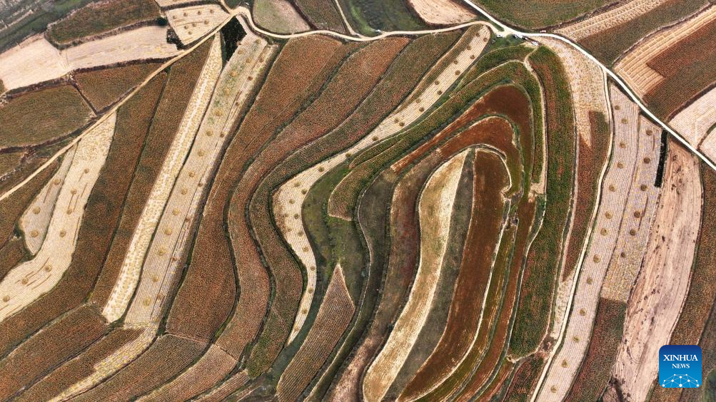 Aerial view of farms in Ningxia, NW China