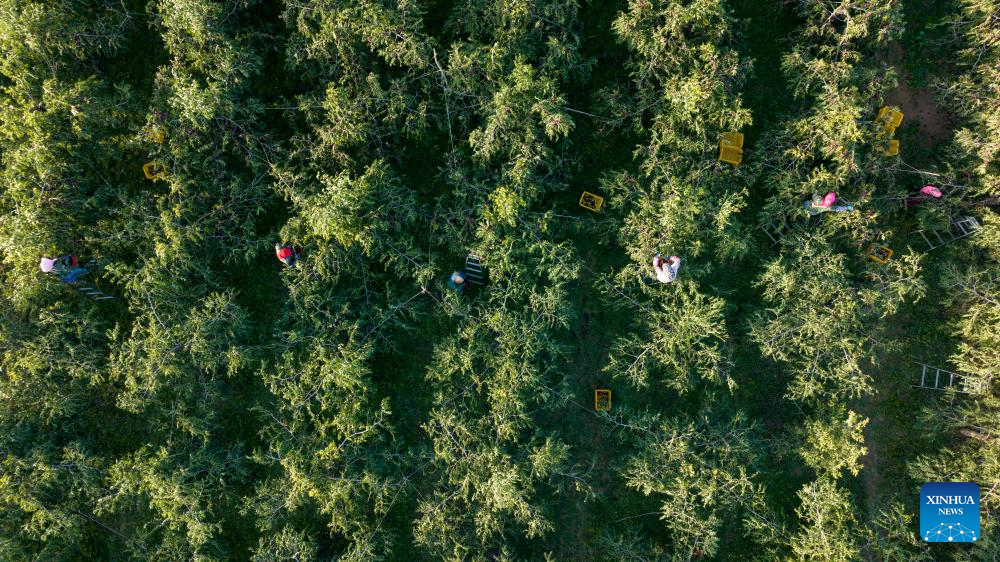 Aerial view of farms in Ningxia, NW China