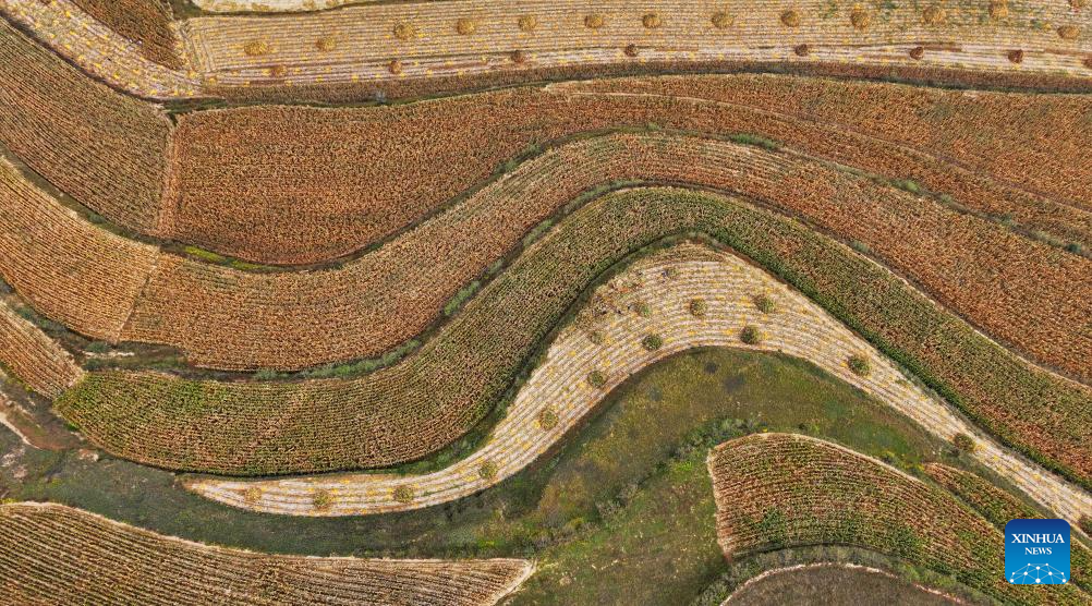 Aerial view of farms in Ningxia, NW China