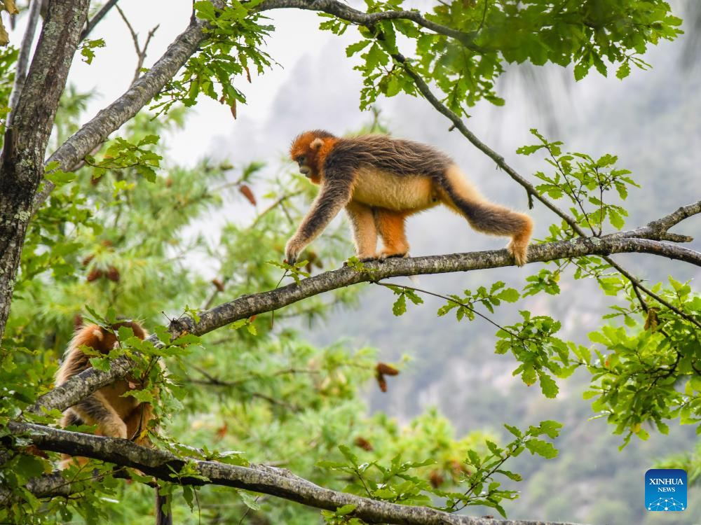 In pics: Sichuan golden snub-nosed monkeys at Baihe National Nature Reserve in Jiuzhaigou