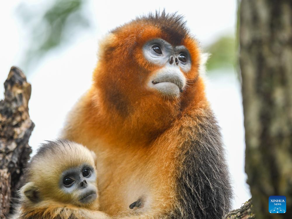 In pics: Sichuan golden snub-nosed monkeys at Baihe National Nature Reserve in Jiuzhaigou