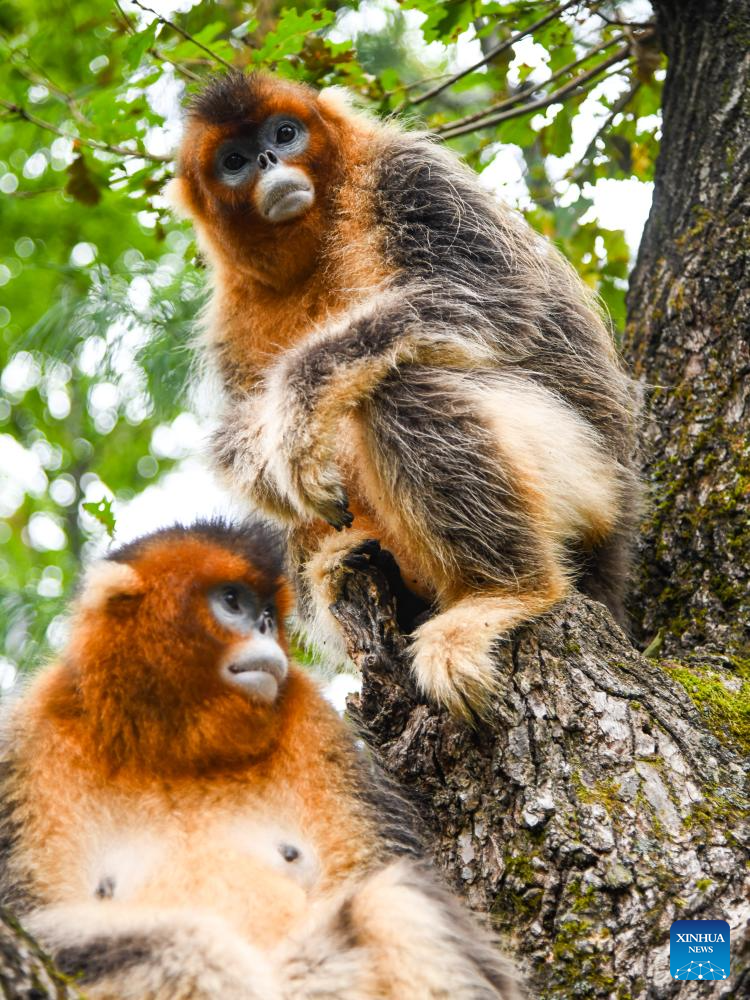 In pics: Sichuan golden snub-nosed monkeys at Baihe National Nature Reserve in Jiuzhaigou