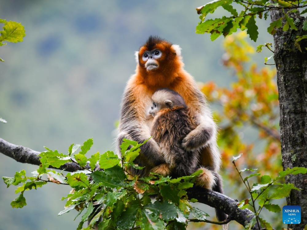 In pics: Sichuan golden snub-nosed monkeys at Baihe National Nature Reserve in Jiuzhaigou