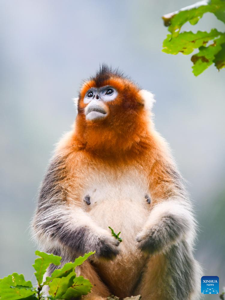 In pics: Sichuan golden snub-nosed monkeys at Baihe National Nature Reserve in Jiuzhaigou