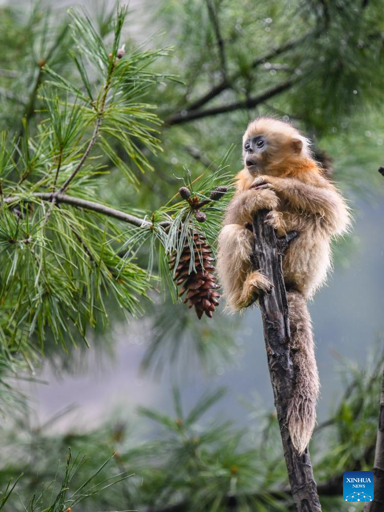 In pics: Sichuan golden snub-nosed monkeys at Baihe National Nature Reserve in Jiuzhaigou