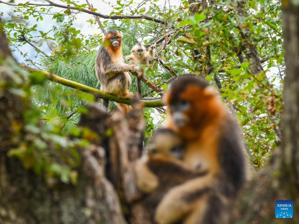 In pics: Sichuan golden snub-nosed monkeys at Baihe National Nature Reserve in Jiuzhaigou