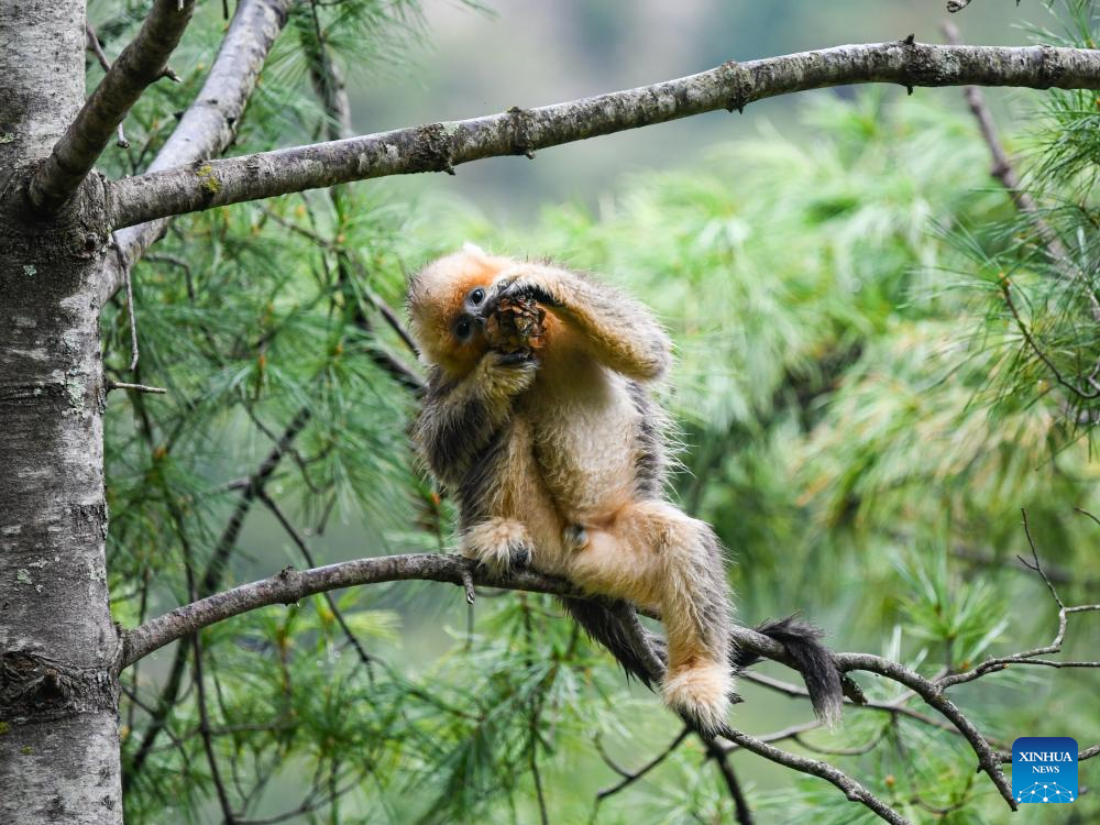 In pics: Sichuan golden snub-nosed monkeys at Baihe National Nature Reserve in Jiuzhaigou