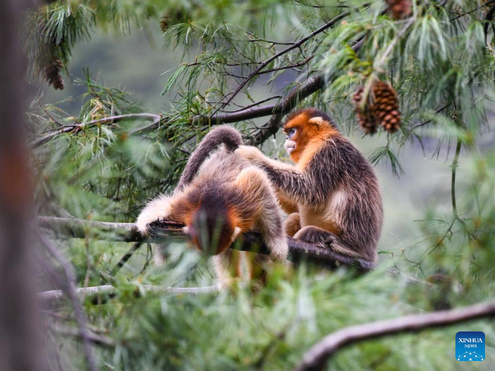 In pics: Sichuan golden snub-nosed monkeys at Baihe National Nature Reserve in Jiuzhaigou