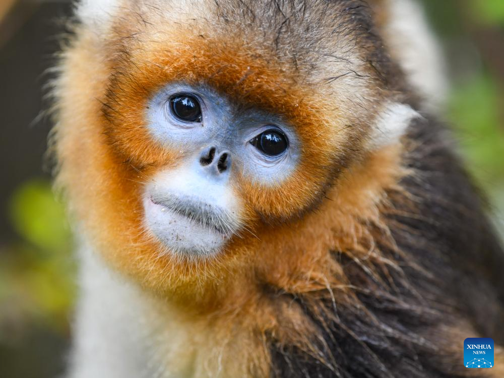 In pics: Sichuan golden snub-nosed monkeys at Baihe National Nature Reserve in Jiuzhaigou