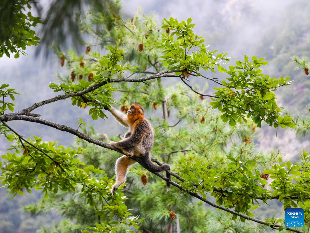 In pics: Sichuan golden snub-nosed monkeys at Baihe National Nature Reserve in Jiuzhaigou