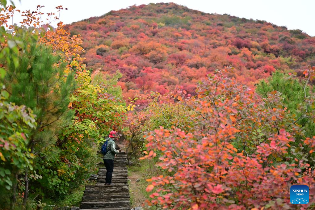 Autumn scenery in Beijing