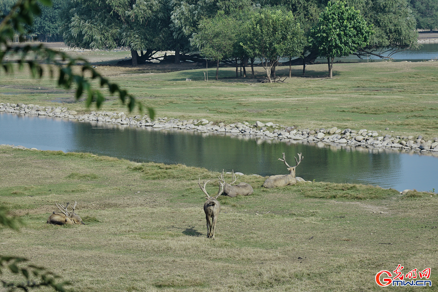 Milu deer roaming in protected areas at Nanhaizi Park