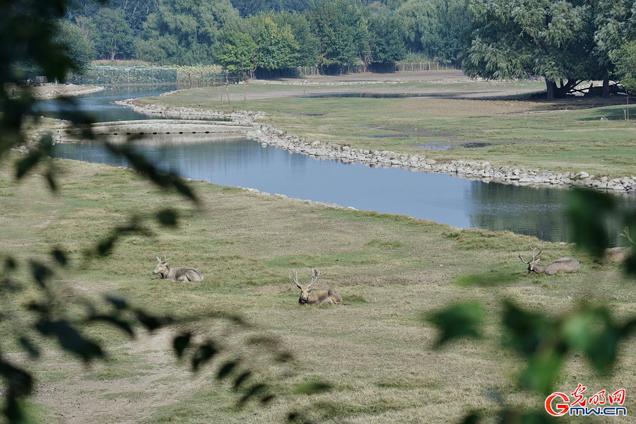 Milu deer roaming in protected areas at Nanhaizi Park