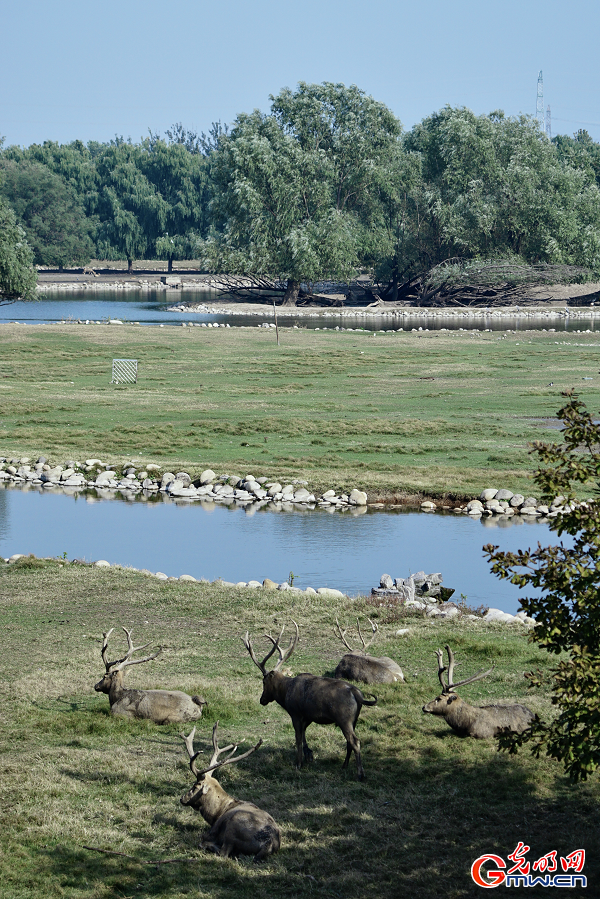 Milu deer roaming in protected areas at Nanhaizi Park