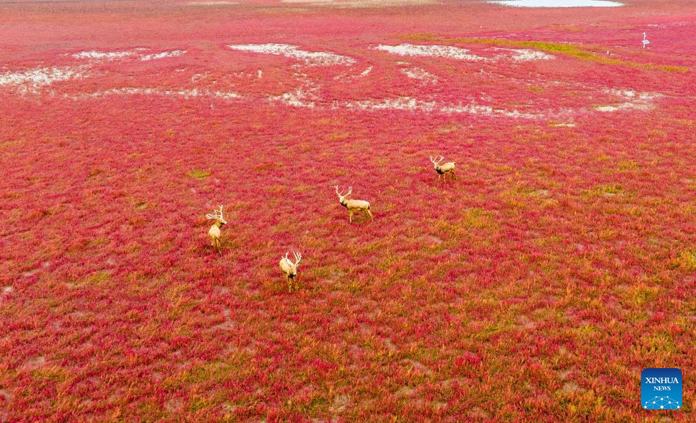 Autumn scenery across China