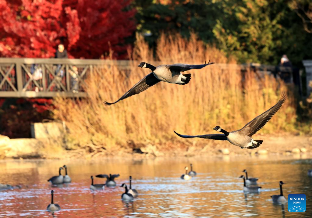 Canada geese seen in Markham, Canada