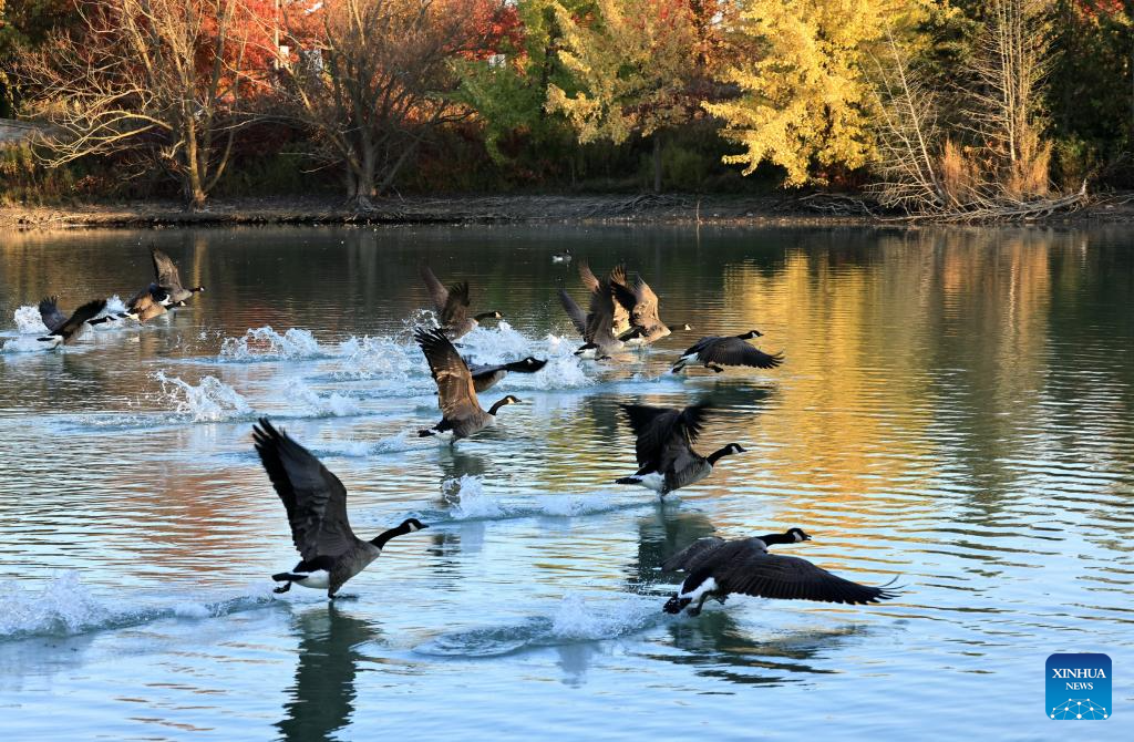 Canada geese seen in Markham, Canada