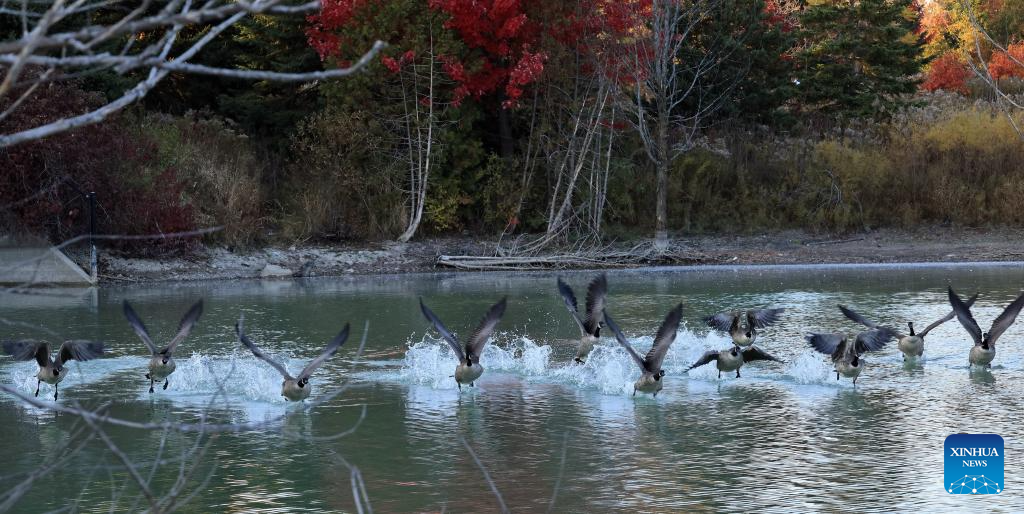 Canada geese seen in Markham, Canada