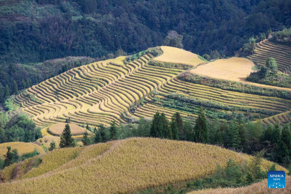 Scenery of Longji Rice Terraces in S China's Guangxi