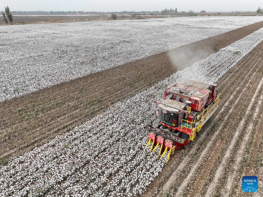 Harvest season of cotton starts in Aksu, China's Xinjiang