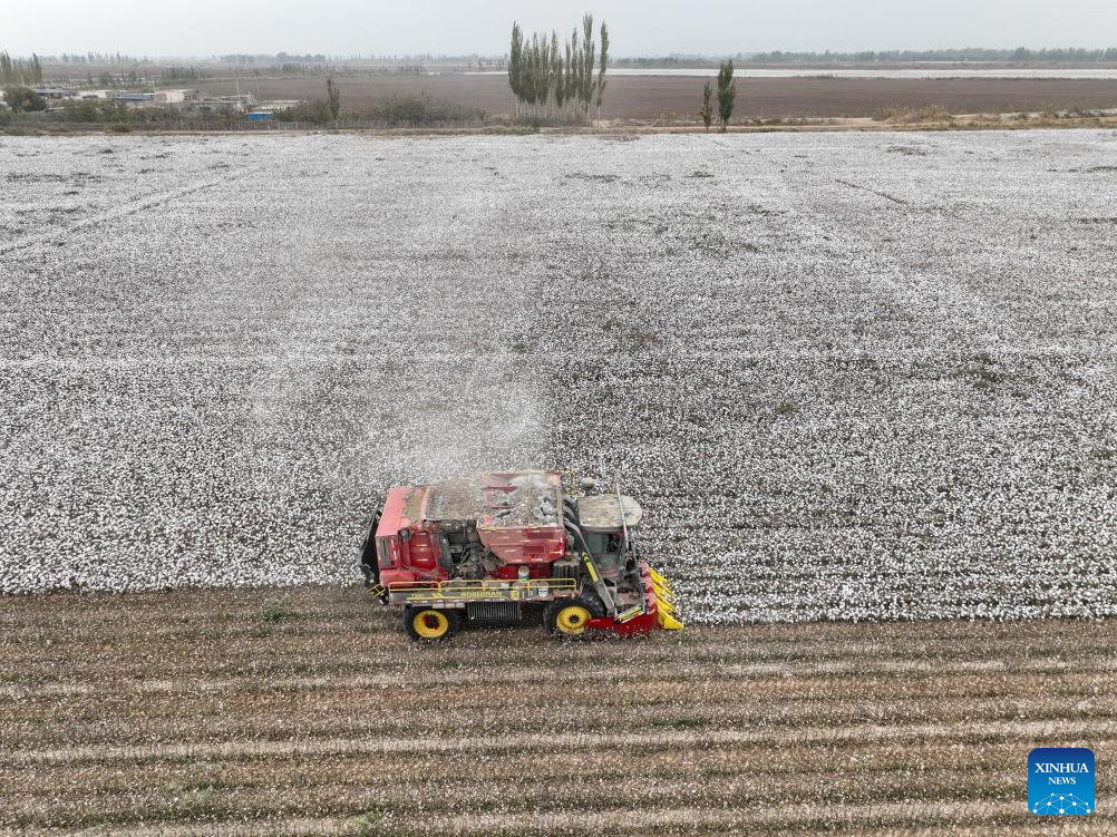 Harvest season of cotton starts in Aksu, China's Xinjiang